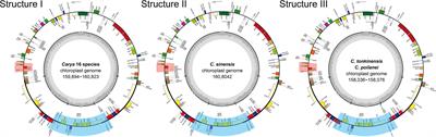 Comparative plastomes of Carya species provide new insights into the plastomes evolution and maternal phylogeny of the genus